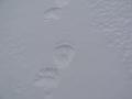 tracks off and nutepl'men 004